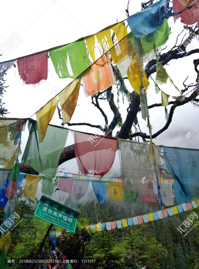 雨崩原始森林