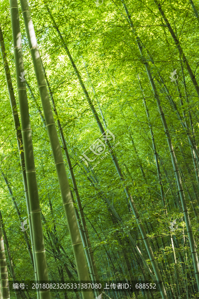 木坑竹林竹海