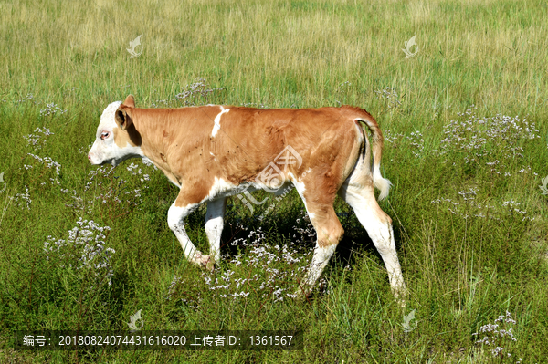 生态小黄牛