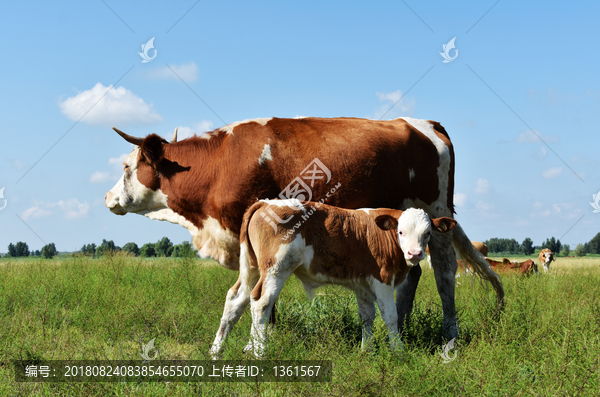母牛牛犊素材图