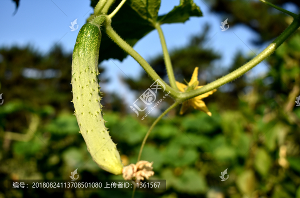 菜地黄瓜