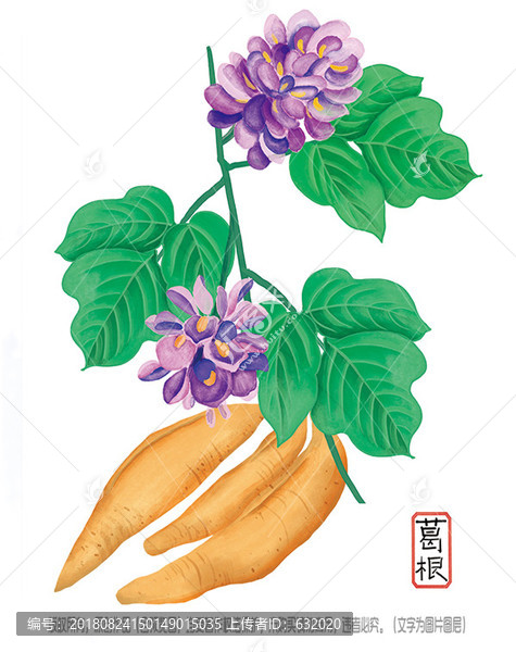 葛根花卉手繪圖片PSD