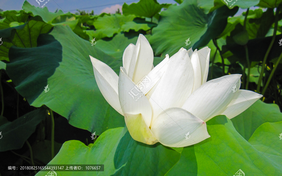 白色莲蓬花特写