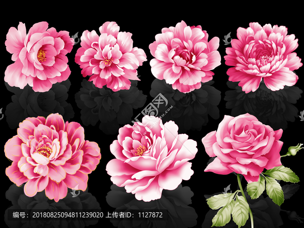 玫瑰牡丹花