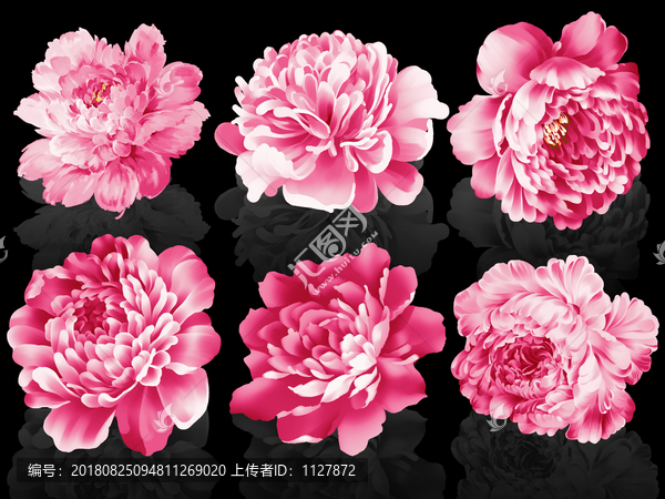 玫瑰牡丹花