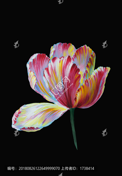 炫彩郁金香花頭
