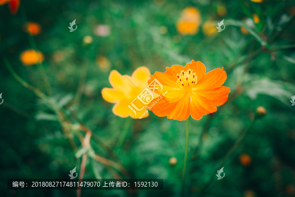 格桑花格桑梅花波斯菊