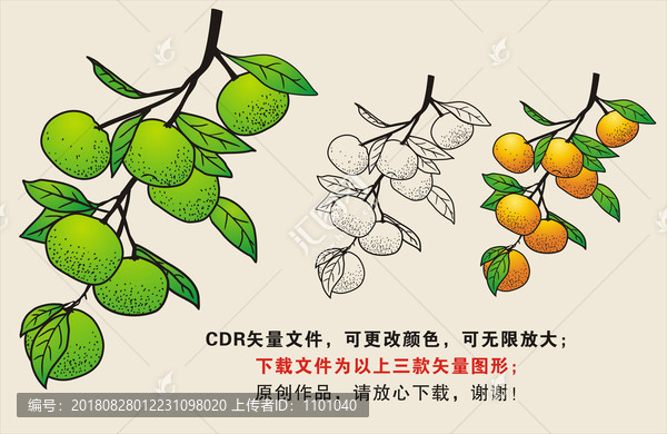 手繪小青柑矢量圖