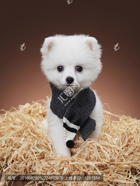 白色博美犬