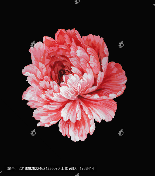 牡丹花頭2