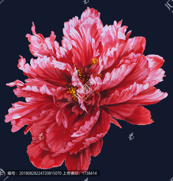 牡丹花頭5