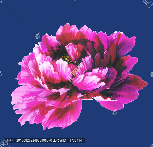 牡丹花頭