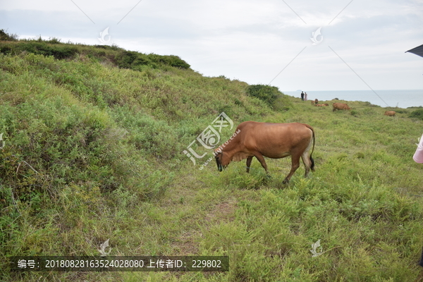 山坡上的黄牛