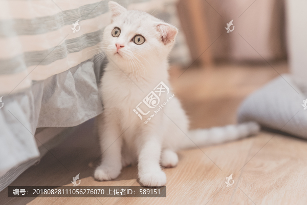 貓