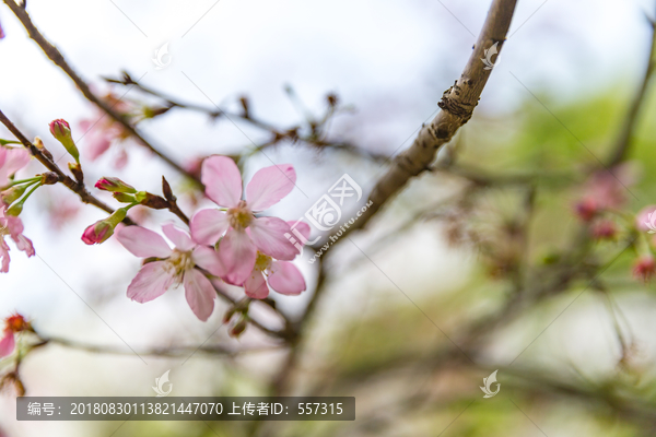 樱花