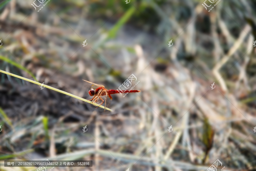 一只红蜻蜓