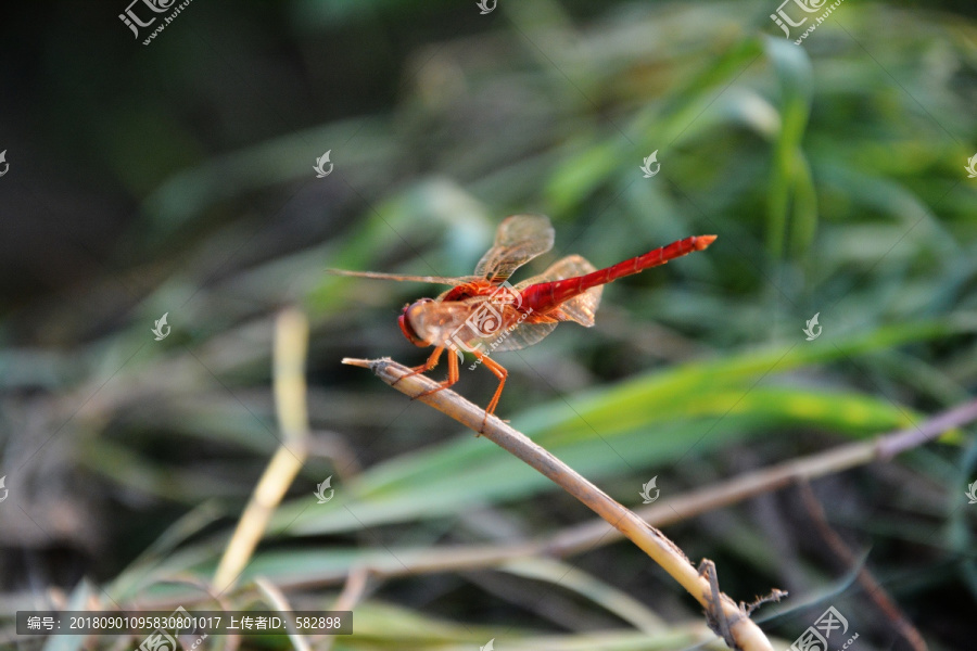 停留的红蜻蜓