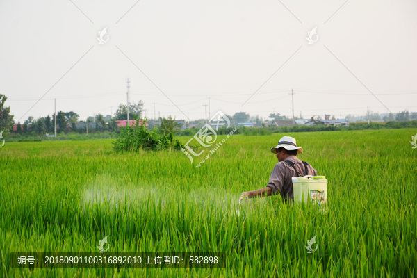 稻田管理