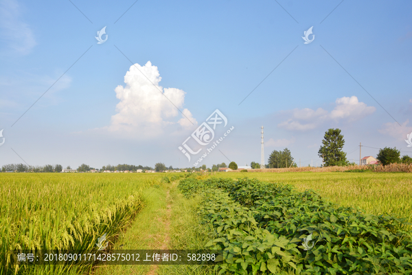 田園美景