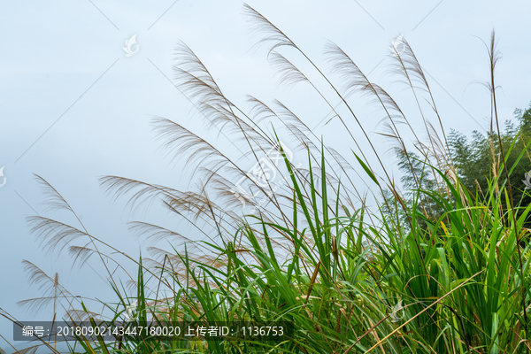 茅草蓝天