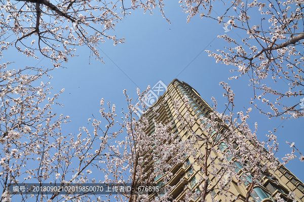 仰拍桃花开