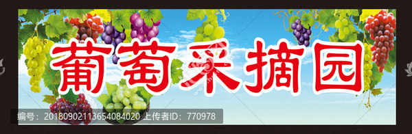 葡萄采摘園展板