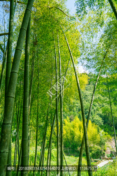 竹林竹子竹海