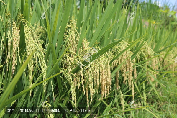 水稻