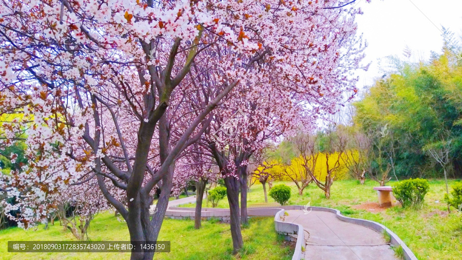 春天公园风景