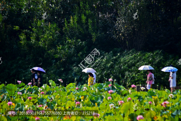 西昌湿地公园情侣打伞