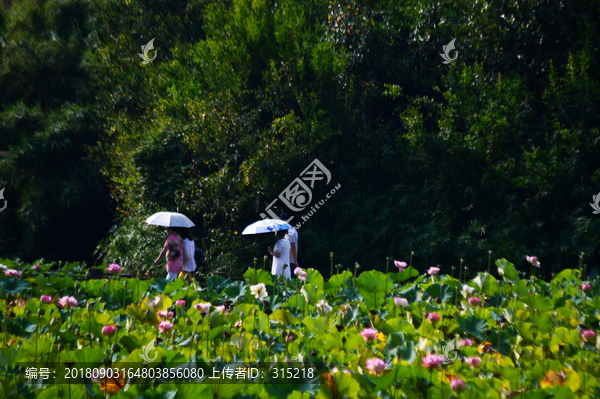 西昌湿地公园情侣打伞