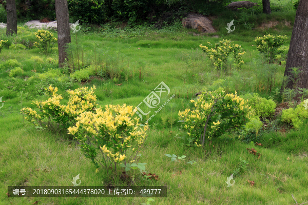 花草绿树