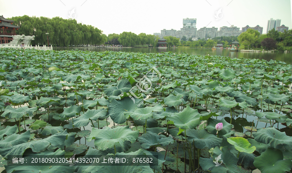 荷花荷叶莲池