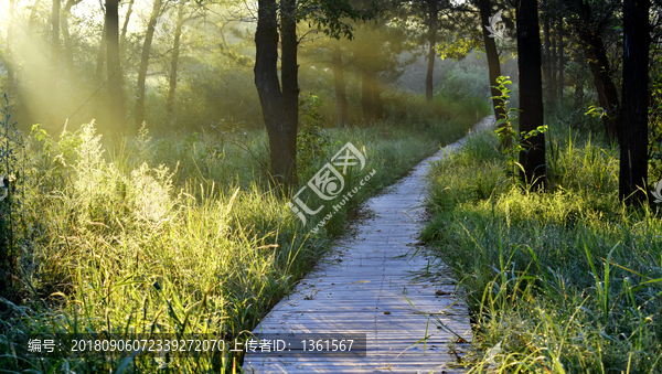 阳光小路