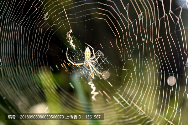 蜘蛛网背景素材