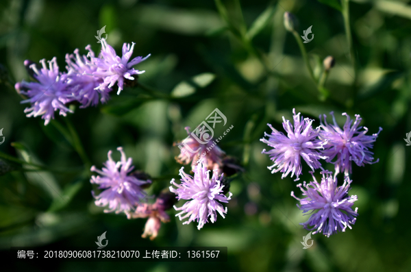 刺儿菜素材