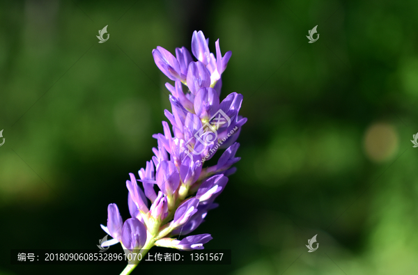 纹茎黄芪特写