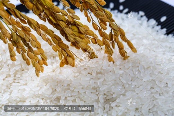 米粒稻香米