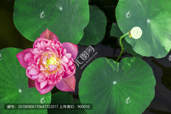 莲花池