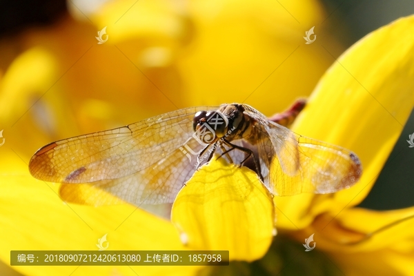 蜻蜓特写