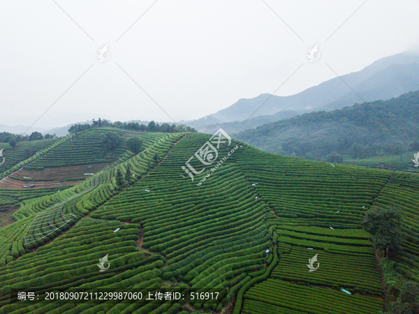 龙坞景色