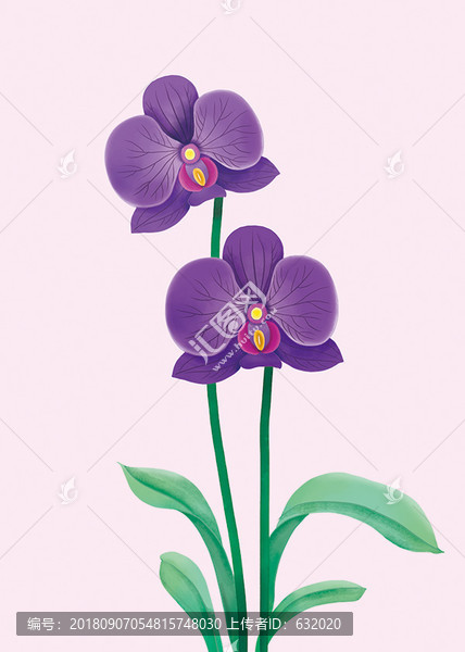 蝴蝶蘭手繪花卉素材PSD