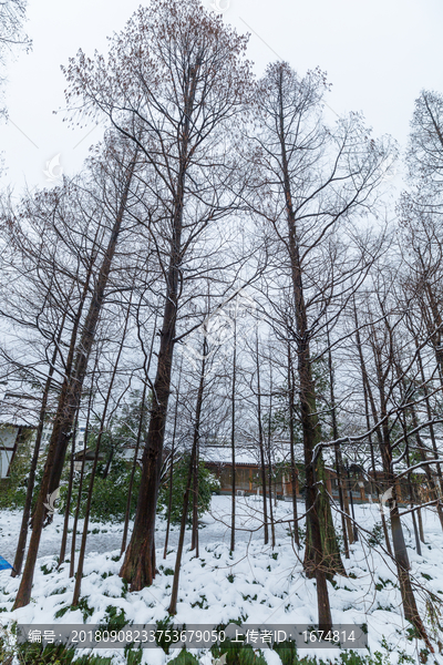 西湖雪景