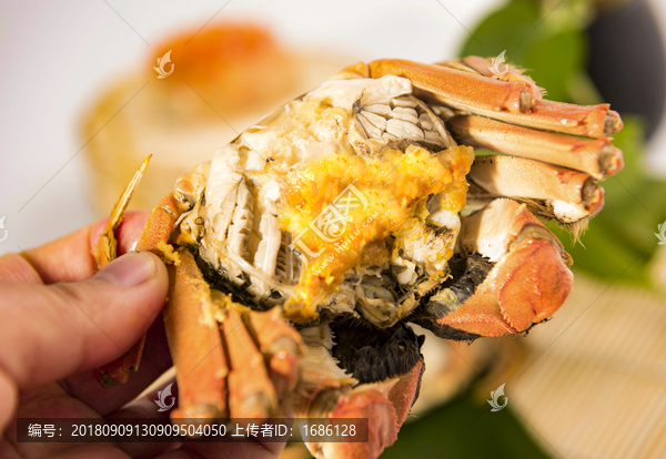 阳澄湖大闸蟹