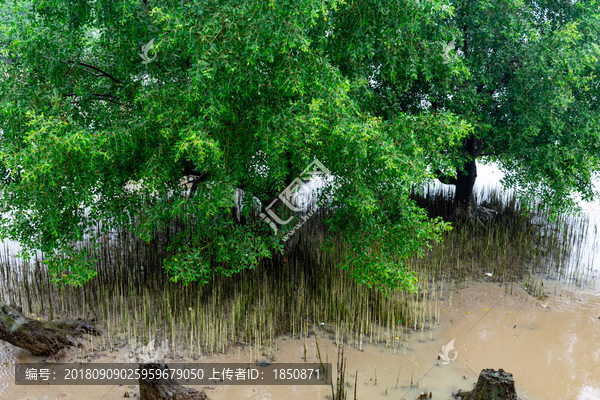 红树林