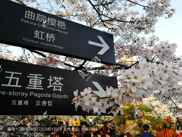 武汉东湖磨山樱花