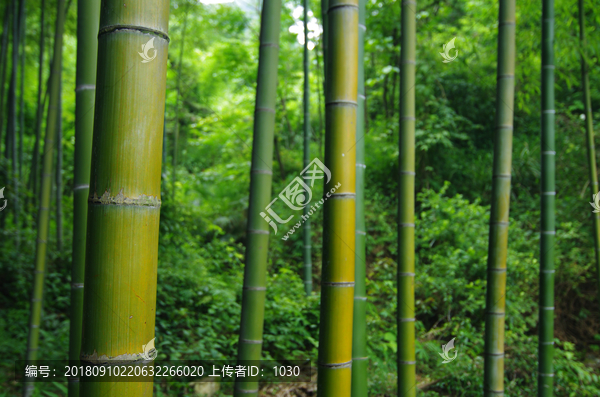 竹林