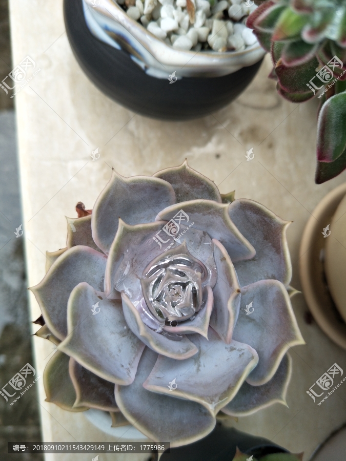 多肉