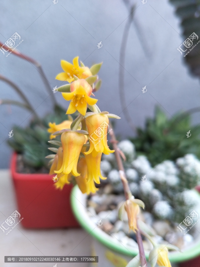 多肉開花