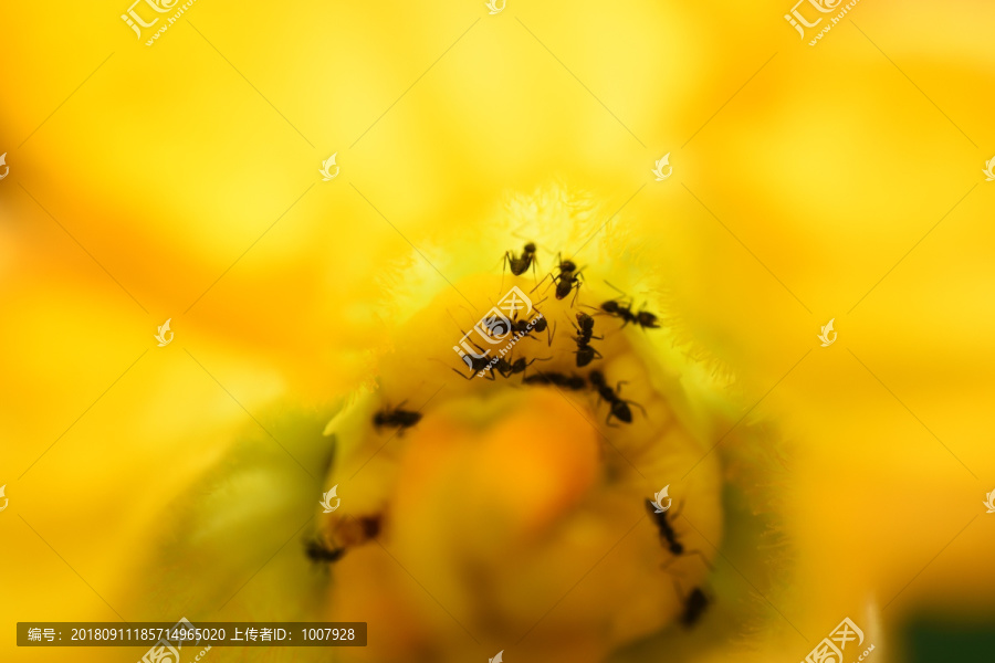 花与蚂蚁